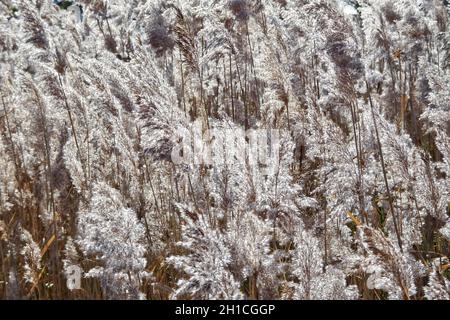 Stöcke (Arundo donax) - silbrig reifes Herbstschilfblatt. Natürlicher Hintergrund. Stockfoto