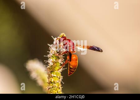 Rhynchium oculatum, Potter Wasp auf einer Mentha-Blume Stockfoto