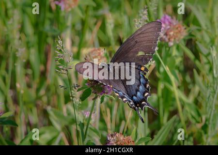 Ich fotografierte diesen Schwalbenschwanz-Schmetterling auf der Suche nach Pollen auf einer Kleeblatt-Pflanze in der Nähe meines Hauses im ländlichen Door County Wisconsin. Stockfoto