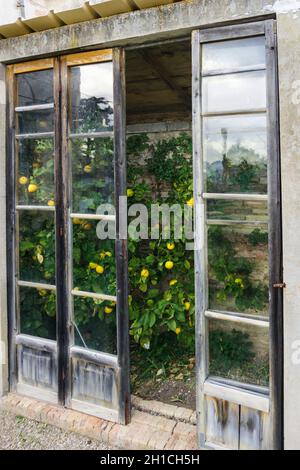 Villa Buonaccorsi sechzehnten Jahrhundert, Park, Lemons, Potenza Picena, Marken, Italien, Europa Stockfoto