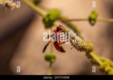 Rhynchium oculatum, Potter Wasp auf einer Mentha-Blume Stockfoto