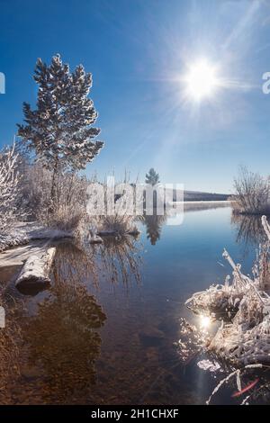 Herbstlandschaft auf dem See. Bäume und Gras mit Frost bedeckt. Spiegelung der Sonne im Wasser. Wolkenloser blauer Himmel. Stockfoto