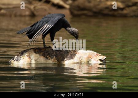 Ein schwarzer Geier (Coragyps atratus), der auf einem toten Schwein schwimmt und den Fluss Sarapiqui in Costa Rica hinunter schwimmt Stockfoto