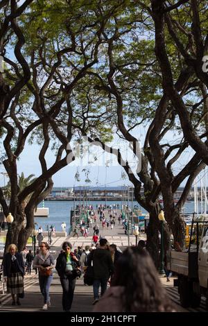 Funchal, Madeira, Portugal - 19. April 2018: Jacaranda-Bäume entlang der Avenida Arriaga einer der beliebtesten Orte für Spaziergänge in Funchal auf Madeira, Stockfoto