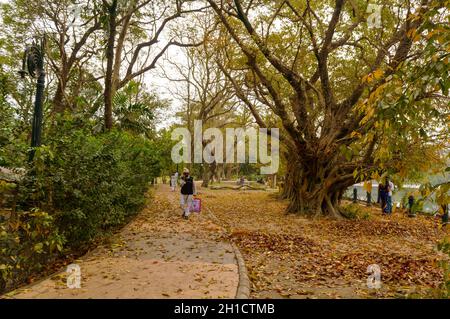 Schöner Herbstpark in Sonnenlicht bei Sonnenuntergang. Waldweg mit Bäumen mehrfarbigen Herbst Laub gefallenen Blättern im Frühjahr bedeckt. Rabindra Sarovar l Stockfoto