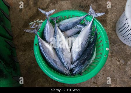 Frischer Thunfisch im Fischerdorf Sai Noi in der Nähe der Stadt Pranburi auf dem Golf von Thailand südlich der Stadt Hua hin in Thailand. Thailand, Stockfoto