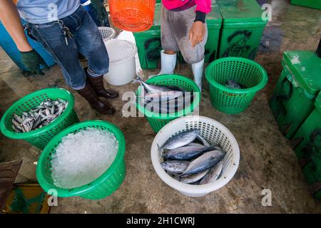 Frischer Thunfisch im Fischerdorf Sai Noi in der Nähe der Stadt Pranburi auf dem Golf von Thailand südlich der Stadt Hua hin in Thailand. Thailand, Stockfoto