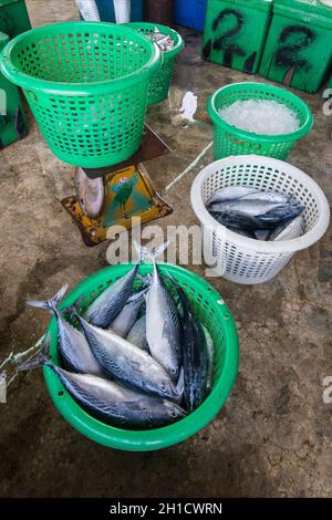 Frischer Thunfisch im Fischerdorf Sai Noi in der Nähe der Stadt Pranburi auf dem Golf von Thailand südlich der Stadt Hua hin in Thailand. Thailand, Stockfoto