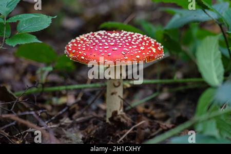 Nahaufnahme einer Amanita Muscaria, die allgemein als Fliegenpilz oder Fliegenamanita bekannt ist, mit ihrer leuchtend roten Kappe, die mit weißen Flecken übersät ist. Stockfoto