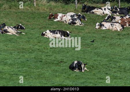 HATTINGEN, NRW, DEUTSCHLAND - 03. AUGUST 2017: Wiese mit Kühen. Die Kühe der Molkerei grasen auf den Feldern des Hofes. Stockfoto