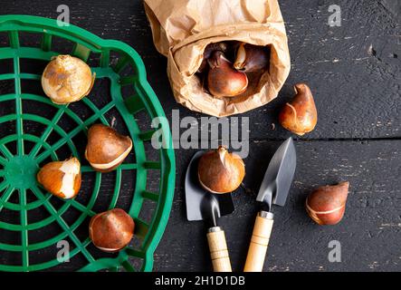 Oben Ansicht von Tulpeneinpflanzungskorb mit Tulpenbirnen in braunem Papierbeutel. Schwarzes Holzbrett Gartenarbeit Hintergrund. Stockfoto