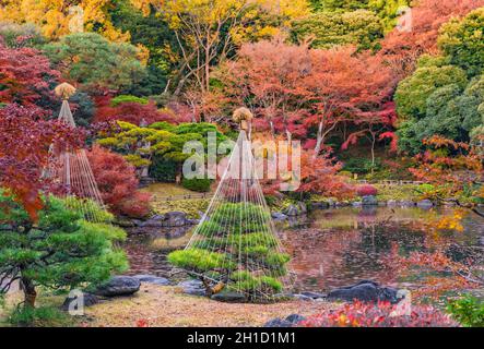 Tokyo Metropolitan Park KyuFurukawa der japanischen Garten Pinien durch einen Winter Regenschirm mit einem roten und gelben Ahorn momiji geschützte Blätter Hintergrund Stockfoto