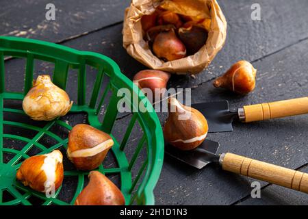 Oben Ansicht von Tulpeneinpflanzungskorb mit Tulpenbirnen in braunem Papierbeutel. Schwarzes Holzbrett Gartenarbeit Hintergrund. Stockfoto