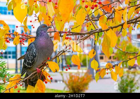 Eine junge graue Taube sitzt auf Ebereschen auf der Suche nach Beeren zwischen hellen Herbstblättern Stockfoto