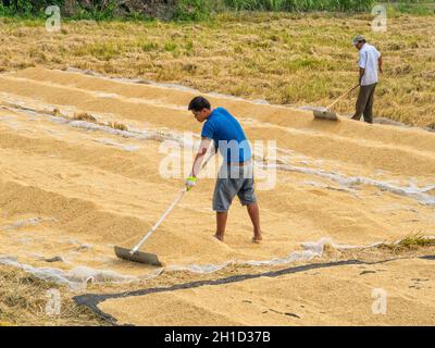 Zwei Arbeiter wenden das Paddy zum Trocknen in der Sonne - Long Xuyen, Vietnam Stockfoto