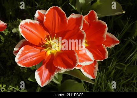 Wunderschöne rote Tulpen mit weißen Fransen Stockfoto