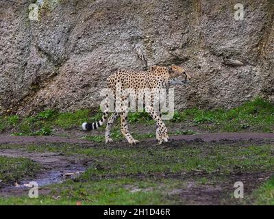 Südafrikanischer Gepard im Kiwara-Kopje vom ZOO Leipzig Stockfoto