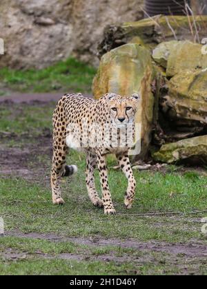 Südafrikanischer Gepard im Kiwara-Kopje vom ZOO Leipzig Stockfoto