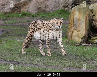 Südafrikanischer Gepard im Kiwara-Kopje vom ZOO Leipzig Stockfoto