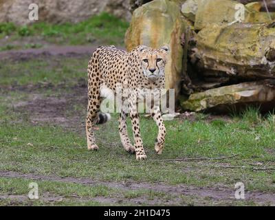 Südafrikanischer Gepard im Kiwara-Kopje vom ZOO Leipzig Stockfoto