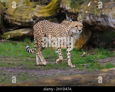 Südafrikanischer Gepard im Kiwara-Kopje vom ZOO Leipzig Stockfoto