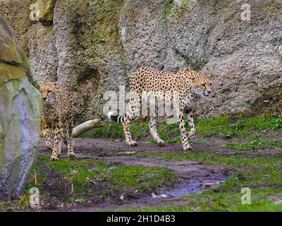 Südafrikanischer Gepard im Kiwara-Kopje vom ZOO Leipzig Stockfoto