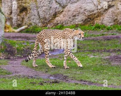 Südafrikanischer Gepard im Kiwara-Kopje vom ZOO Leipzig Stockfoto