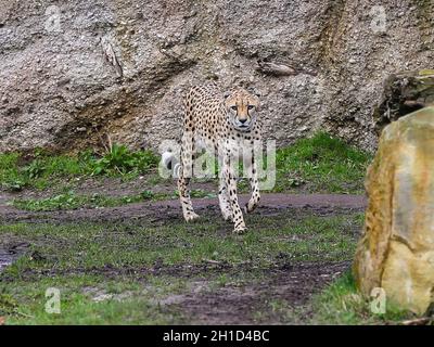 Südafrikanischer Gepard im Kiwara-Kopje vom ZOO Leipzig Stockfoto