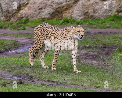 Südafrikanischer Gepard im Kiwara-Kopje vom ZOO Leipzig Stockfoto