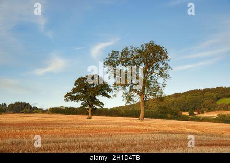 Bäume in einem Feld von Stoppeln in Trellech, Monmouthshire. Stockfoto