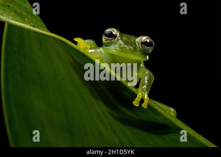 Stachelige Cochran Frosch (Teratohyla spinosa) ist eine Pflanzenart aus der Gattung der Frosch im Centrolenidae Familie. Stockfoto