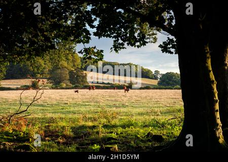 Hereford-Rinder weiden im nahe gelegenen Ross-on-Wye im Wye Valley. Stockfoto