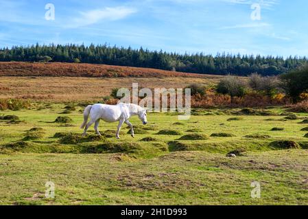 White New Forest Pony in der Herbstlandschaft, Hampshire, Großbritannien Stockfoto