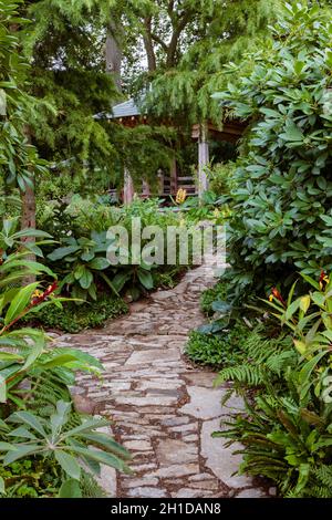 Trailfinders' 50th Anniversary Garden. Naturalistischer Steinweg durch dichte immergrüne Pflanzung, einschließlich Cautleya spicata, Rhododendrons und fer Stockfoto