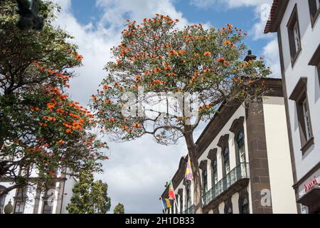 Die Parca da Municipio im Stadtzentrum von Funchal auf der Insel Madeira in Portugal. Portugal, Madeira, April 2018 Stockfoto