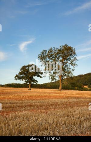 Bäume in einem Feld von Stoppeln in Trellech, Monmouthshire. Stockfoto