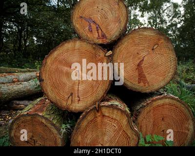 Kürzlich gefällte Bäume stapelten sich am Newmiller-Staudamm in Wakefield, West Yorkshire, als geschnittene Baumstämme. Stockfoto