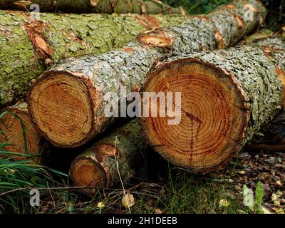 Kürzlich gefällte Bäume stapelten sich am Newmiller-Staudamm in Wakefield, West Yorkshire, als geschnittene Baumstämme. Stockfoto