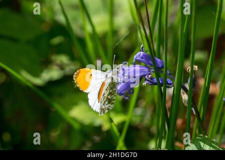 Männliche Orange Spitze Schmetterling Anthocharis Cordamine Fütterung auf einer Bluebell Blume