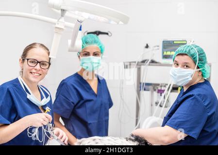 Junge tierärztliche Ärzte posieren lächelnd im Operationssaal nach erfolgreicher Operation. Tiergesundheitskonzept . Stockfoto