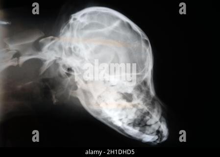 X-ray von Hund Schädel. Veterinär Röntgenbild. Stockfoto