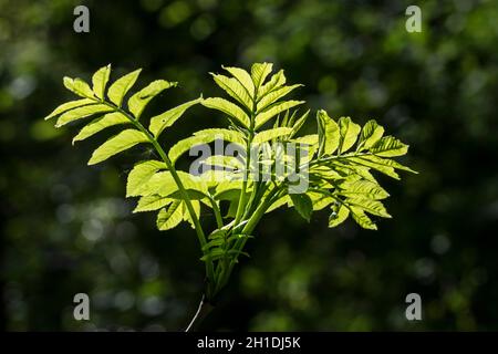 Eschenbaum Fraxinus excelsior Stockfoto