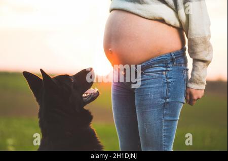 Schwangere Frau und ihr Hund spielen im Park. Stockfoto