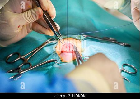 Tierarzt, der operiert. Tierarzt offene Wunde für Chirurgie. Tierärztliche Arbeit im Tierkrankenhaus . Stockfoto