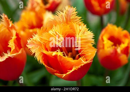 Papageientulpen in Arundel Castle Gardens, West Sussex, Großbritannien Stockfoto