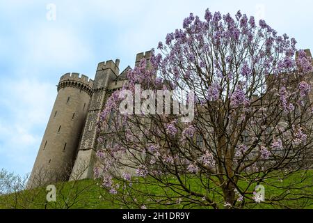Die südöstliche Erhebung des spektakulären Arundel Castle, Arundel, West Sussex, England, Großbritannien. Paulownia in voller Blüte im Vordergrund. Stockfoto