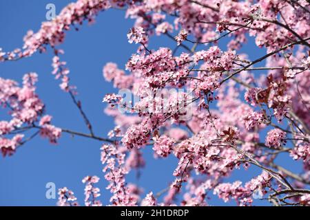 Rosa Blüten mit blauem Himmel im Frühling in Österreich - Rosa Blüten mit blauem Himmel im Frühling in Österreich Stockfoto