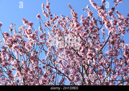 Rosa Blüten mit blauem Himmel im Frühling in Österreich - Rosa Blüten mit blauem Himmel im Frühling in Österreich Stockfoto