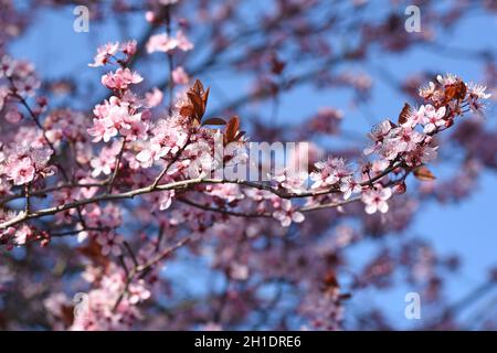 Rosa Blüten mit blauem Himmel im Frühling in Österreich - Rosa Blüten mit blauem Himmel im Frühling in Österreich Stockfoto