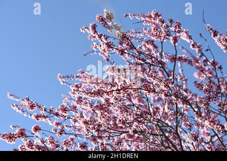 Rosa Blüten mit blauem Himmel im Frühling in Österreich - Rosa Blüten mit blauem Himmel im Frühling in Österreich Stockfoto